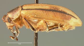 Media type: image; Entomology 18754   Aspect: habitus lateral view